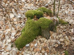 Bryopsida