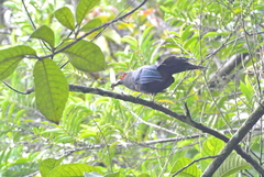 Phaenicophaeus sumatranus