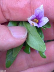 Solanum guineense