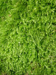 Bryopsida