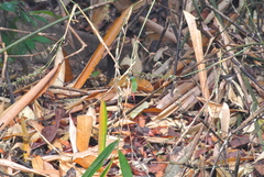 Erythrura prasina