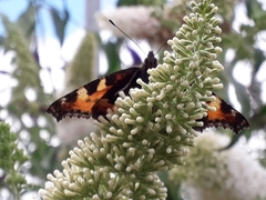 Aglais urticae