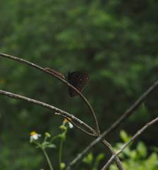 Euploea sylvester swinhoei
