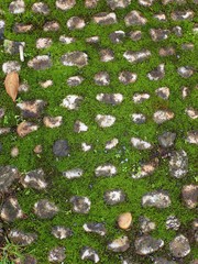 Bryopsida