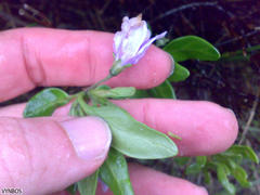 Solanum guineense