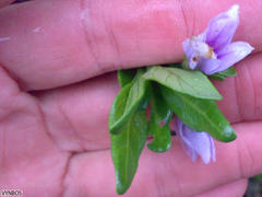 Solanum guineense