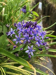 Scilla peruviana