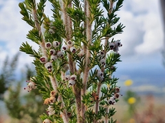 Erica inconstans