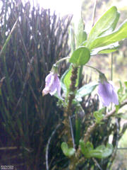 Solanum guineense