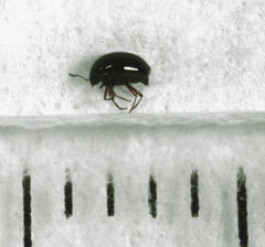 Baeocera actuosa