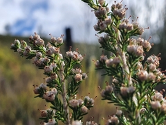 Erica inconstans