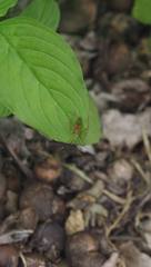 Hyalopeplus spinosus