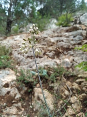 Allium paniculatum