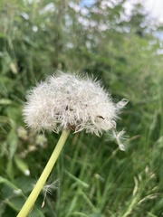Taraxacum officinale