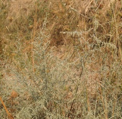 Artemisia santonicum