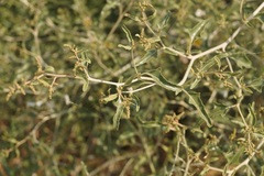 Atriplex aucheri