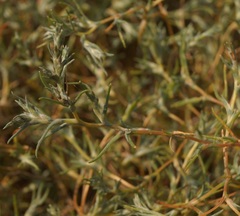 Petrosimonia triandra