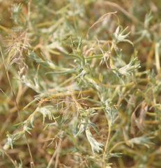 Petrosimonia triandra