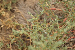Petrosimonia oppositifolia