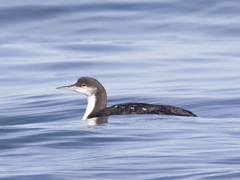 Pacific Loon photo 4
