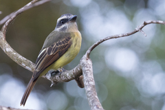 Myiodynastes hemichrysus