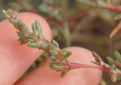 Petrosimonia oppositifolia
