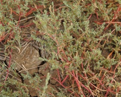 Petrosimonia oppositifolia