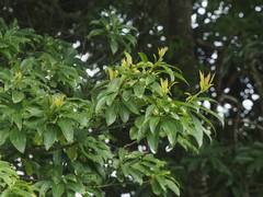 Machilus japonica