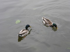 Anas platyrhynchos