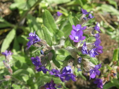 Anchusa officinalis