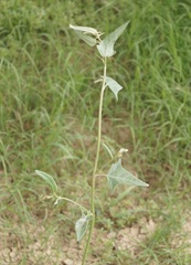 Atriplex micrantha