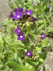 Anchusa officinalis