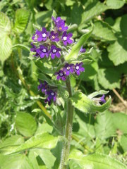Anchusa officinalis