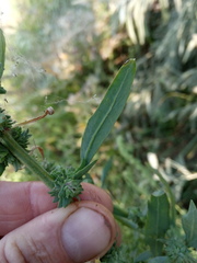 Atriplex oblongifolia