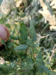 Atriplex oblongifolia