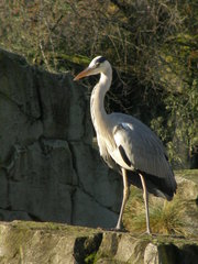 Ardea cinerea