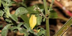 Justicia divaricata