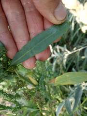 Atriplex oblongifolia
