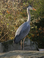 Ardea cinerea
