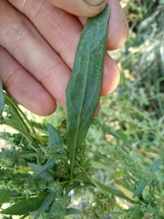 Atriplex oblongifolia