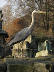 Ardea cinerea