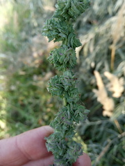 Atriplex oblongifolia