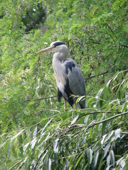Ardea cinerea