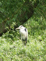 Ardea cinerea