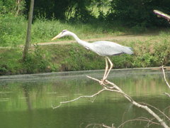 Ardea cinerea