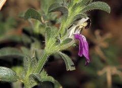 Justicia divaricata