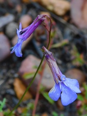 Lobelia chamaepitys
