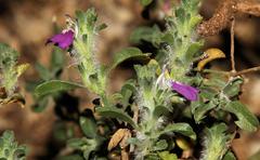 Justicia divaricata