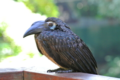 Anorrhinus galeritus