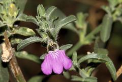 Justicia divaricata